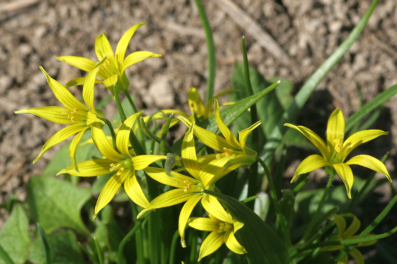 Gagea minima / Cipollaccio minore